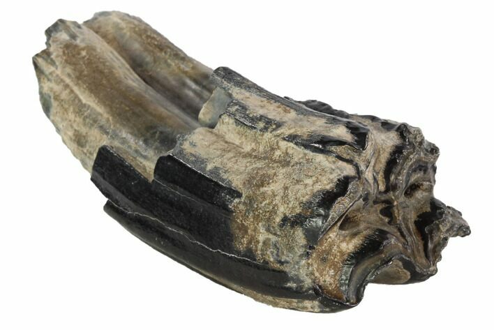 Bargain, Pleistocene Aged Fossil Horse Tooth - Florida #87292